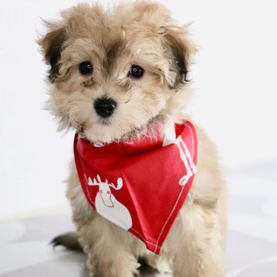 North - Available Now