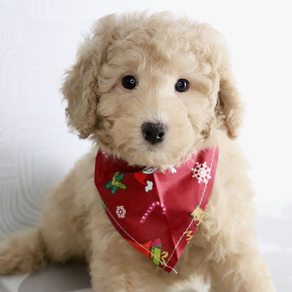 Nolan - Available Now