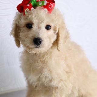 Sunshine - Available Now