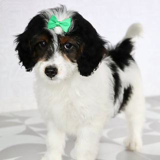 Milly - Available Now