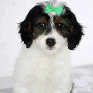Milly - Available Now
