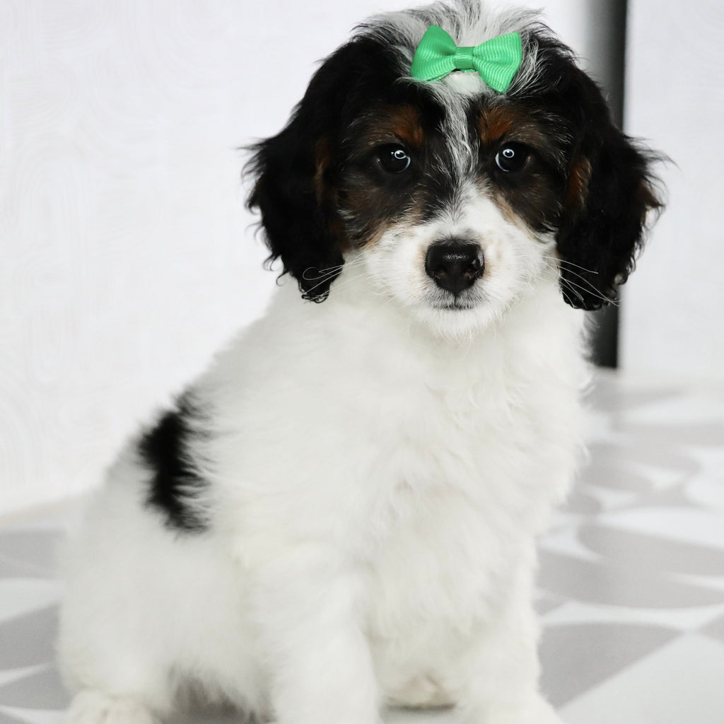 Milly - Available Now