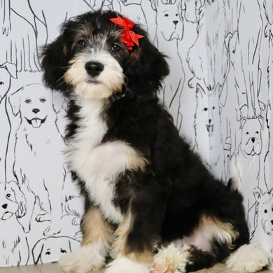 Dorothy - Available Now
