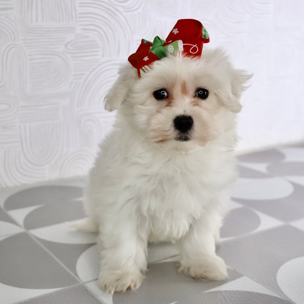 Beryl - Available Now