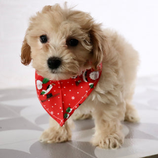 Markie - Available Now