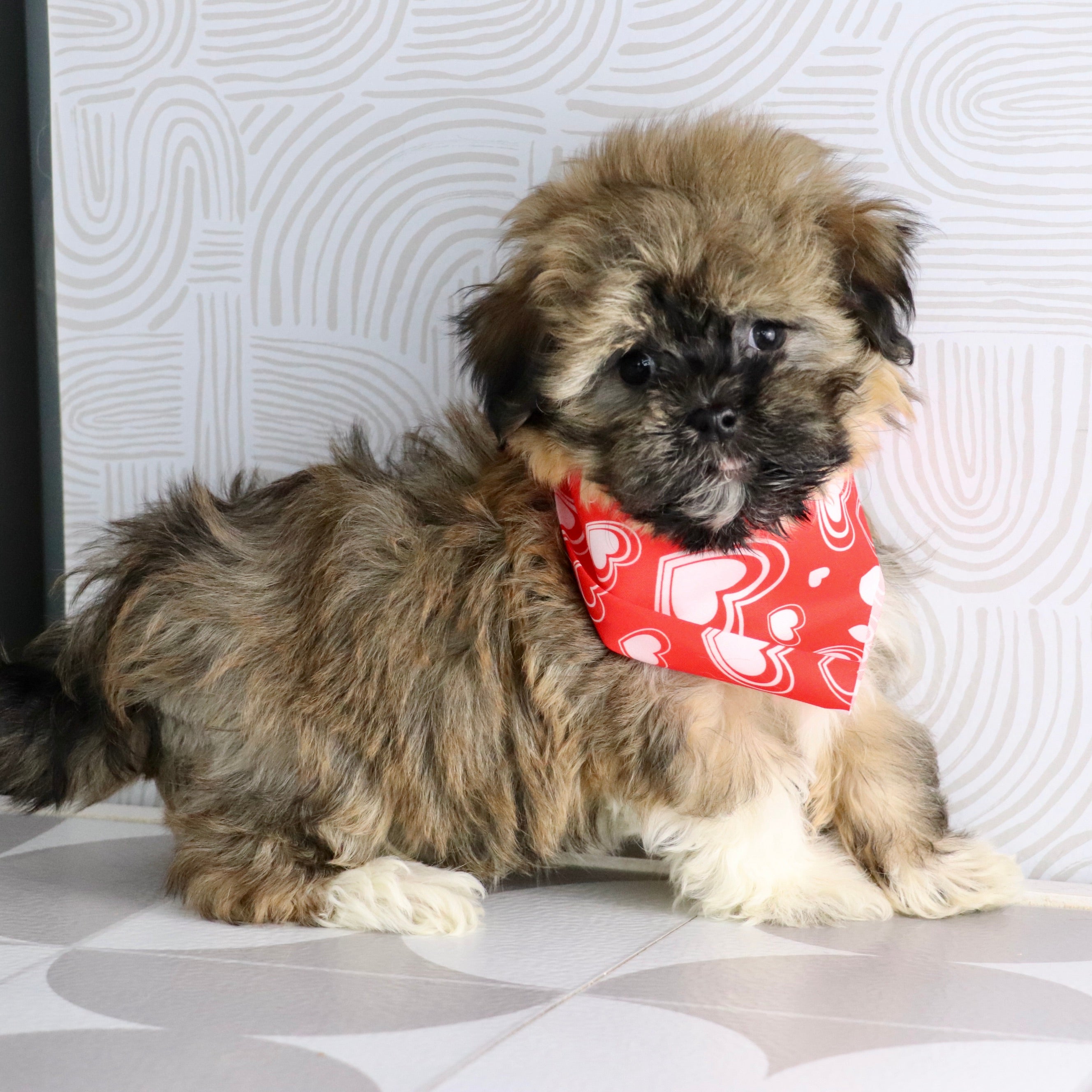 puppies for sale in north carolina