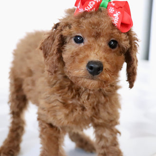 Beatha - Available Now