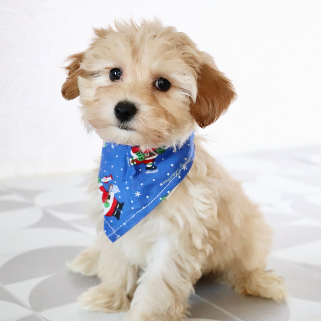 Abner - Available Now