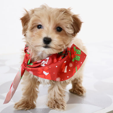 Abena - Available Now