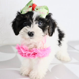 Caledonia - Available Now