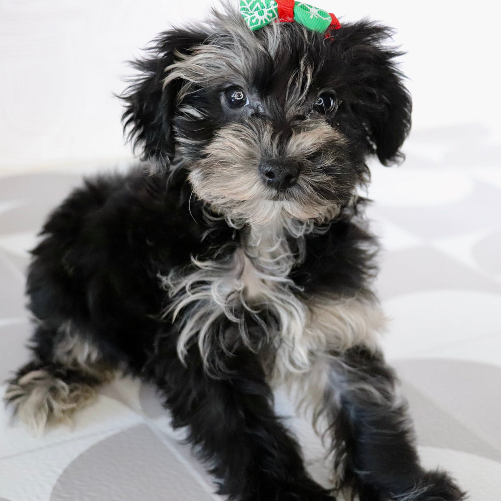 Cacalia - Available Now