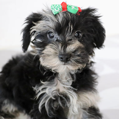 Cacalia - Available Now