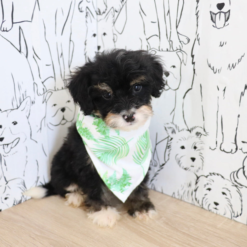 Oscar *PRE-TRAINED* - Available 11/9