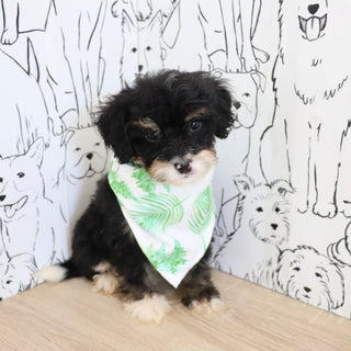 Oscar *PRE-TRAINED* - Available 11/9