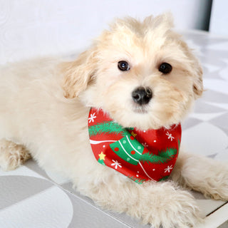 Aaron - Available Now