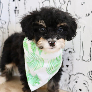 Oscar *PRE-TRAINED* - Available 11/9