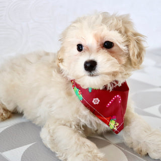 Hondo - Available Now