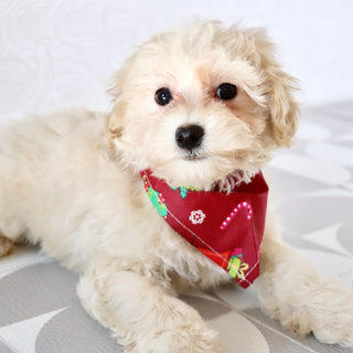 Hondo - Available Now