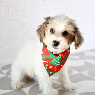 Alon - Available Now