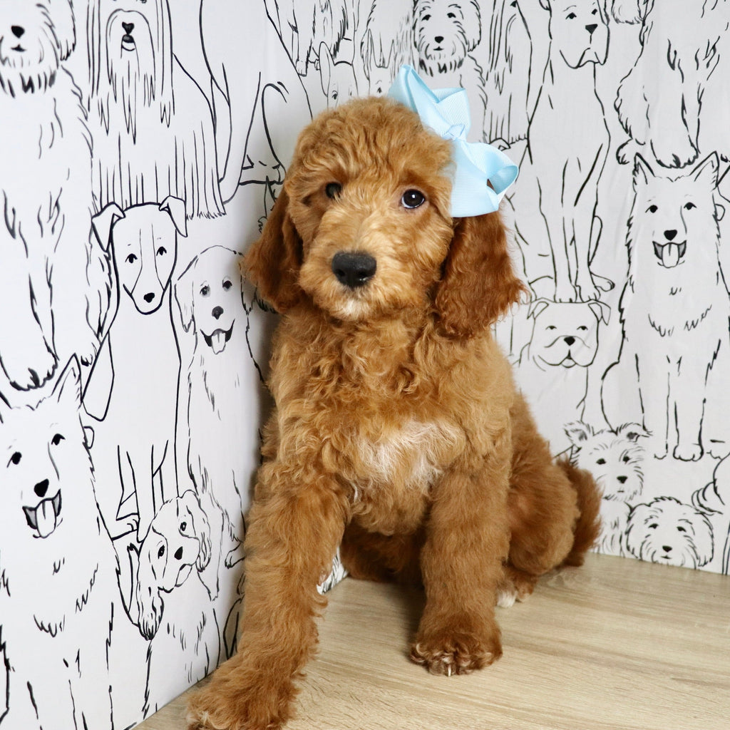 Evie - Available Now