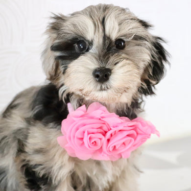 Caca - Available Now