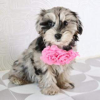 Caca - Available Now