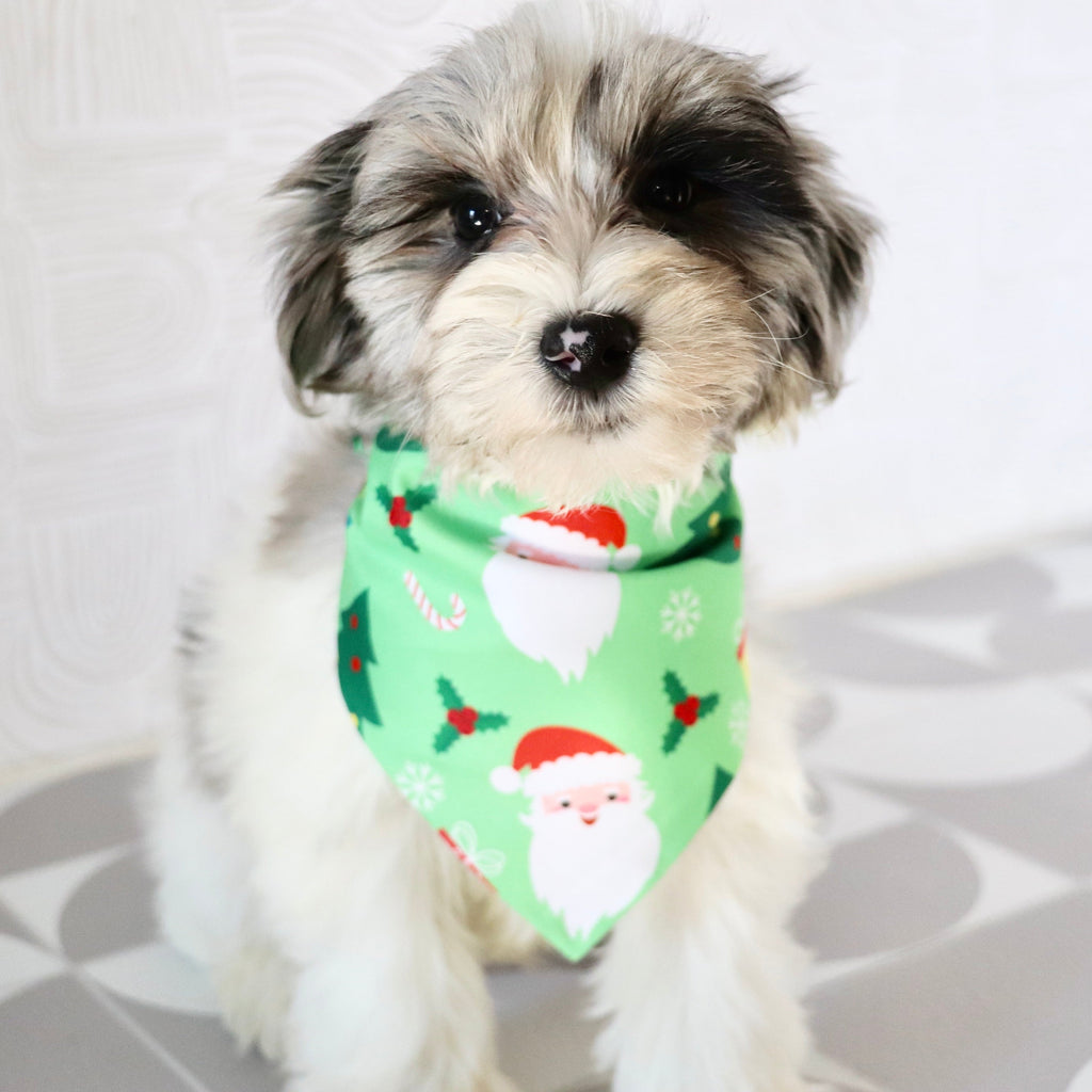 Alfred - Available Now