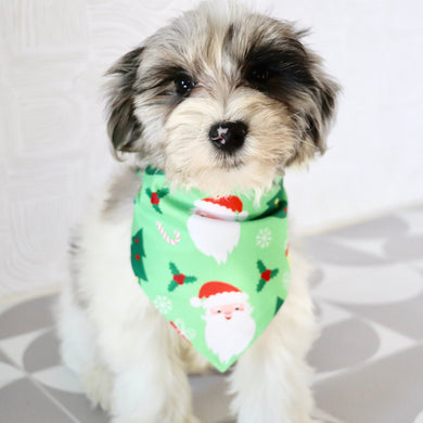 Alfred - Available Now