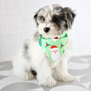 Alfred - Available Now