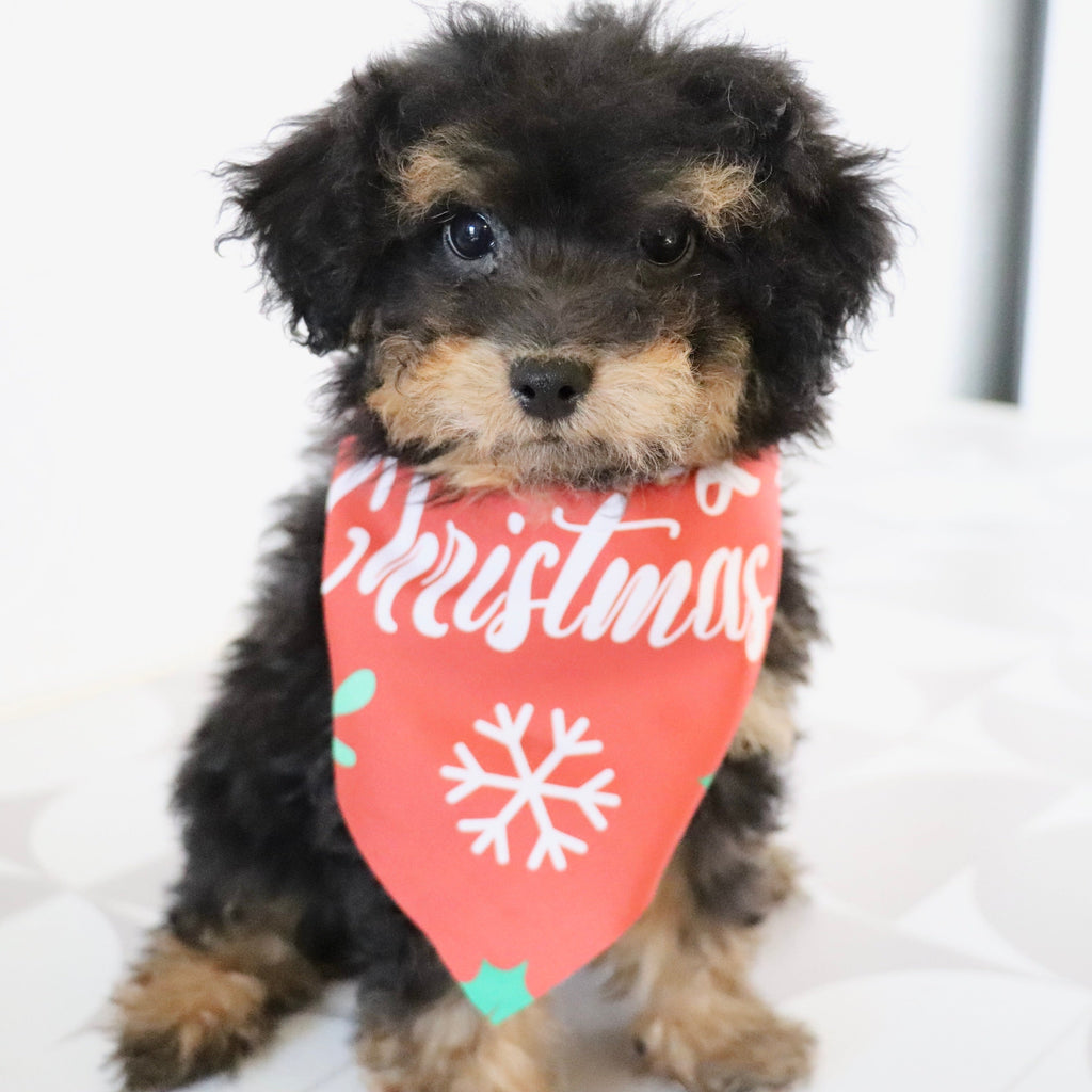 Blaire - Available Now