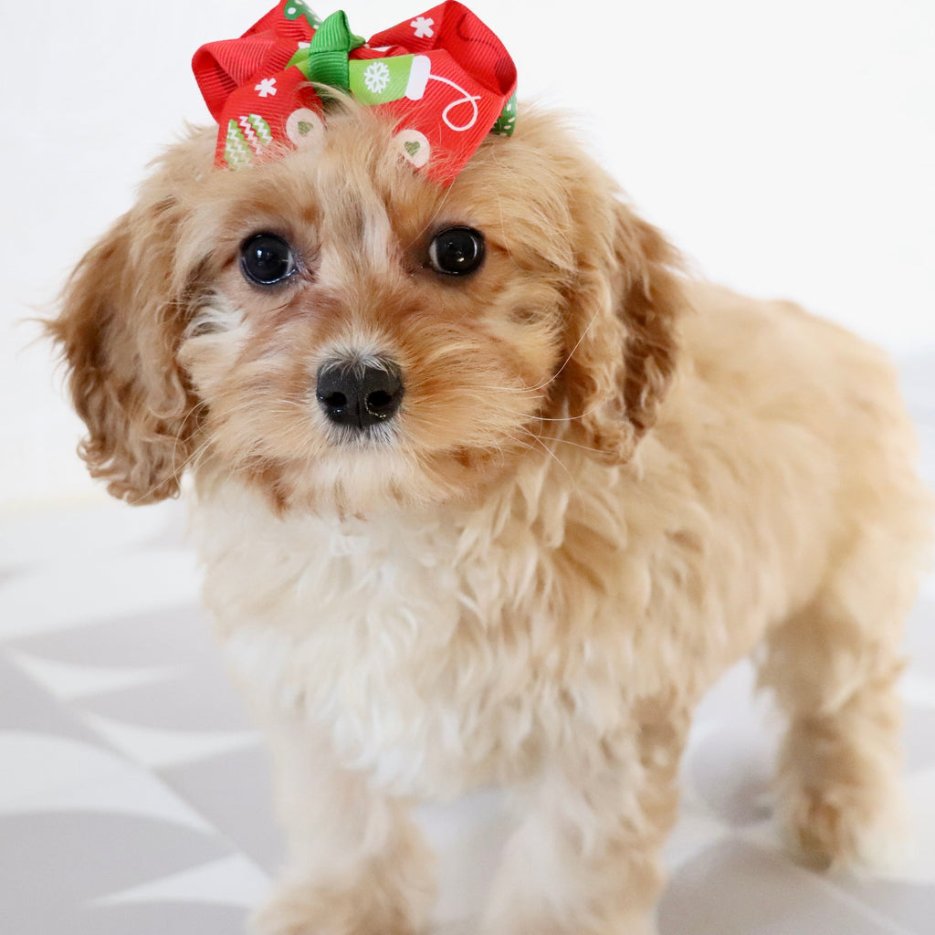 Pine - Available Now