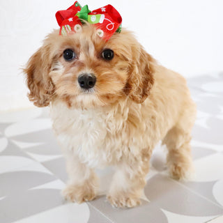 Pine - Available Now