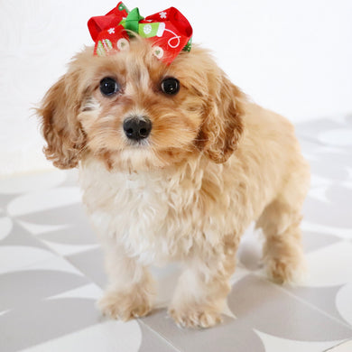 Pine - Available Now