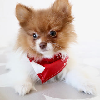 Adwin *PRE-TRAINED* - Available Now