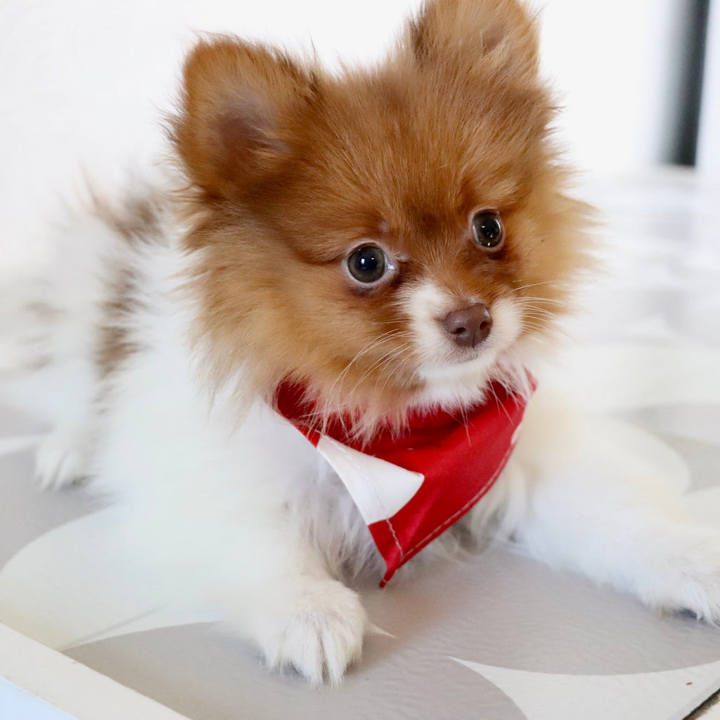 Adwin *PRE-TRAINED* - Available Now