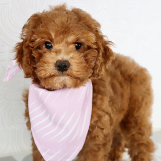 Doris - Available Now