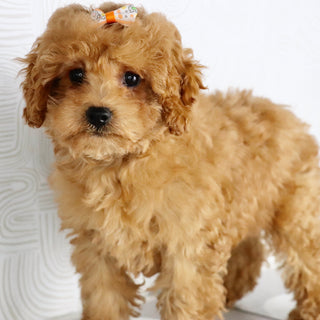 Agatha - Available Now