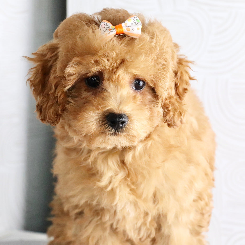 Agatha - Available Now