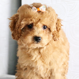 Agatha - Available Now