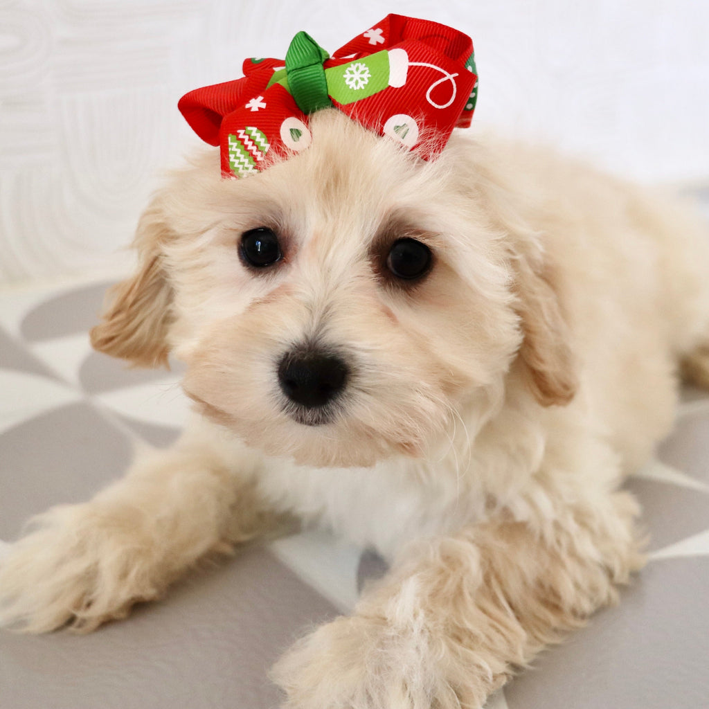 Bailey - Available Now