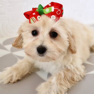 Bailey - Available Now