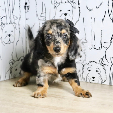 Annie - Available Now