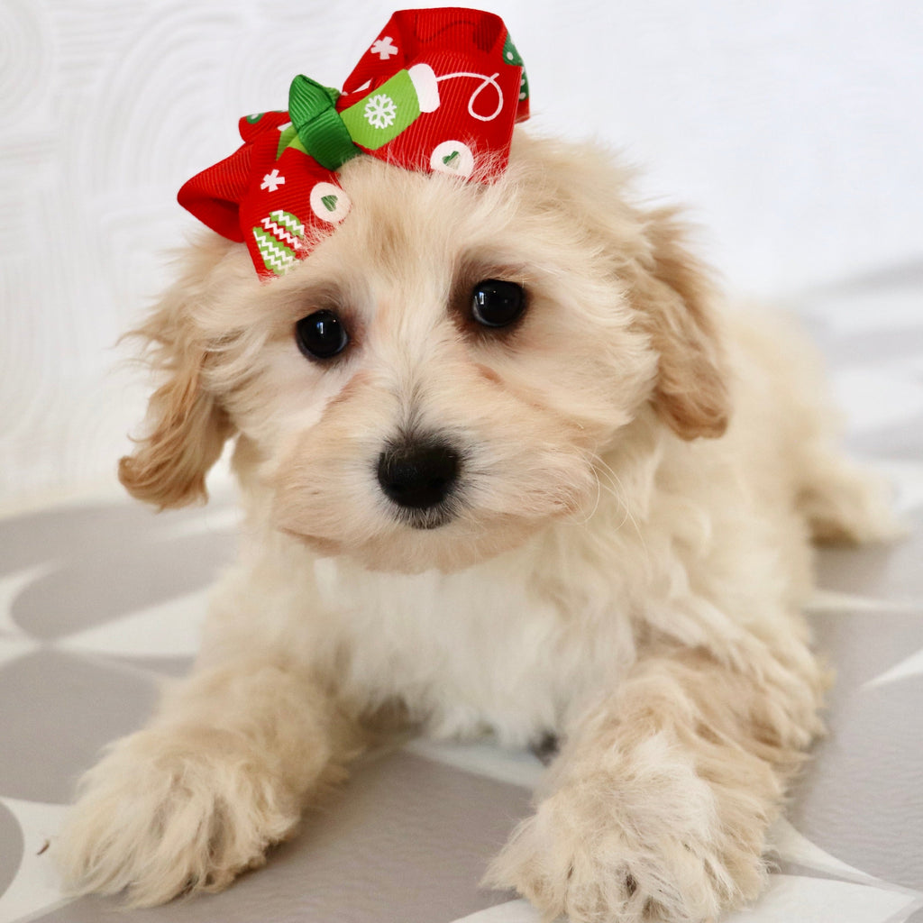 Bailey - Available Now