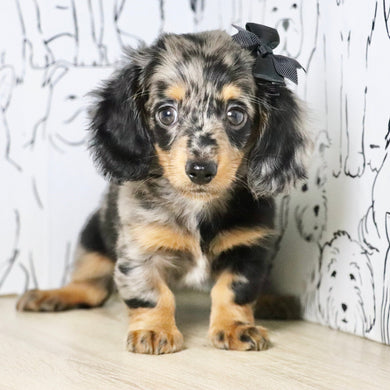 Annie - Available Now