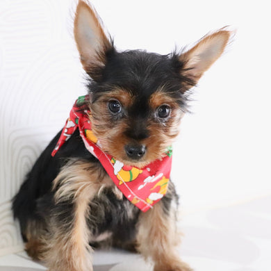 Trudy - Available Now