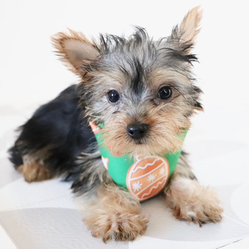 Blossom - Available Now