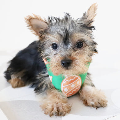 Blossom - Available Now