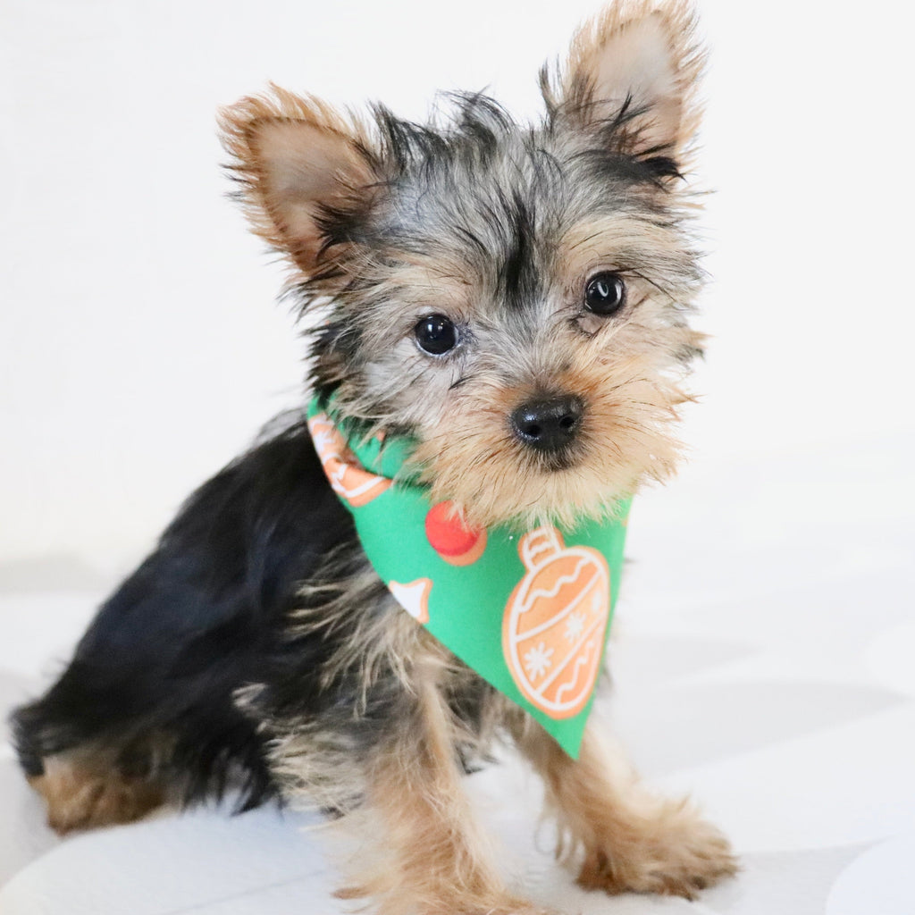 Blossom - Available Now