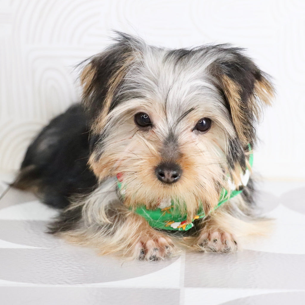 Tooele - Available Now