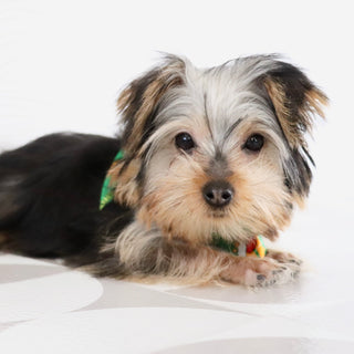 Tooele - Available Now